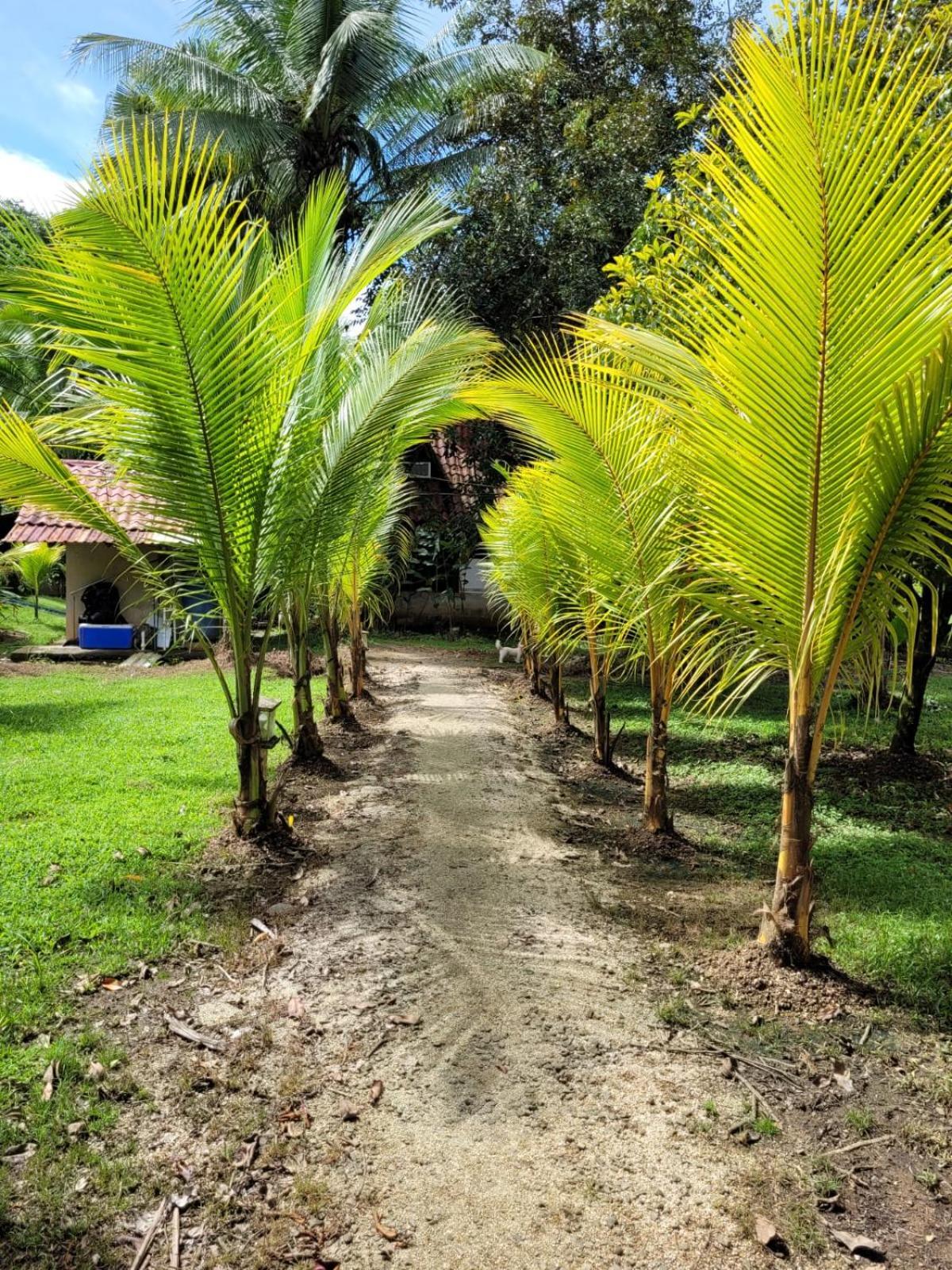 Villas Maria Luisa Uvita Exterior photo